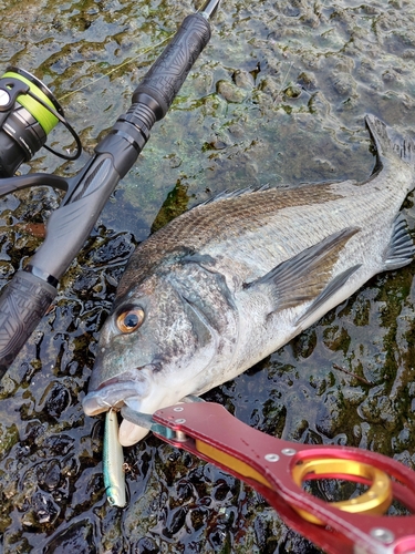 チヌの釣果