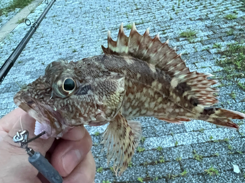 アラカブの釣果