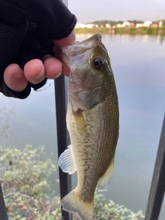 ラージマウスバスの釣果