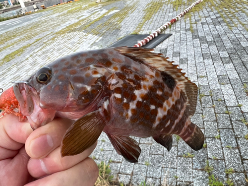 アコウの釣果