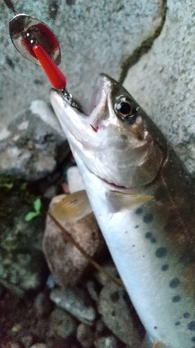 ヤマメの釣果