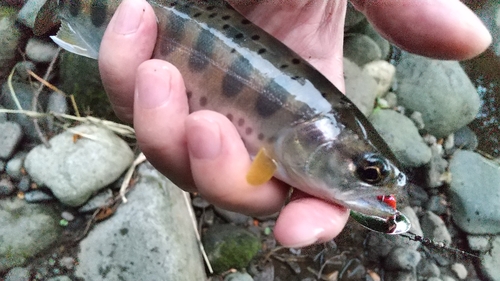 ヤマメの釣果