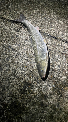 マルタウグイの釣果