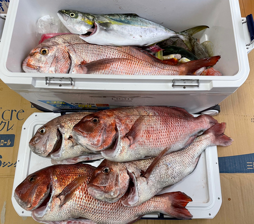 マダイの釣果