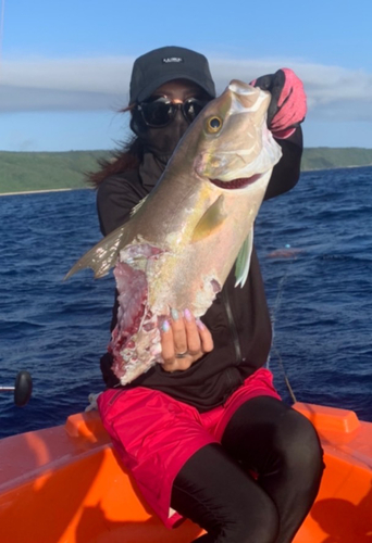 カンパチの釣果