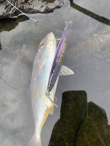 カンパチの釣果