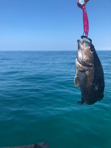 シマゾイの釣果