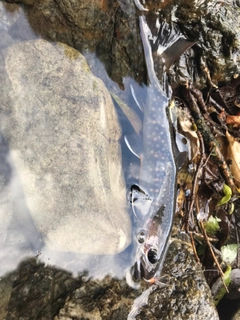 イワナの釣果