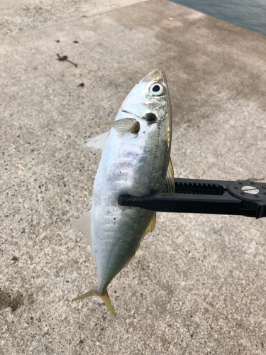 ムロアジの釣果