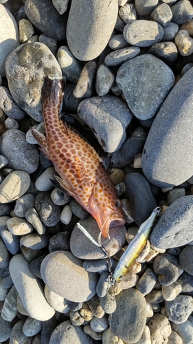 オオモンハタの釣果