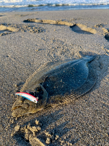 ヒラメの釣果