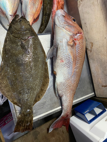 マダイの釣果