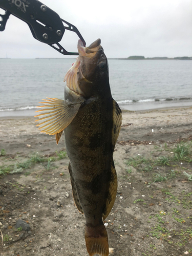 アイナメの釣果