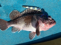 タヌキメバルの釣果