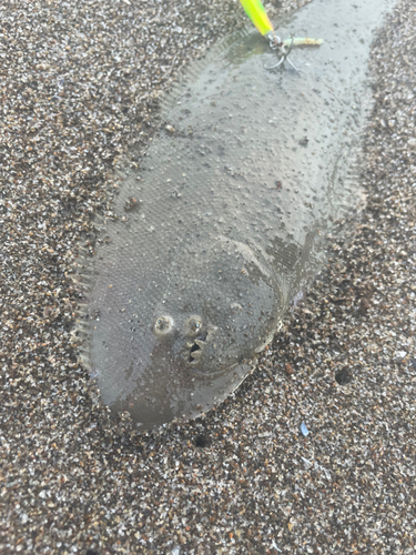 シタビラメの釣果