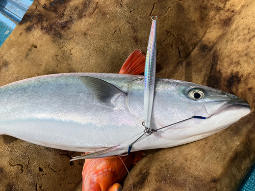 ブリの釣果