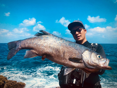 ヒラスズキの釣果