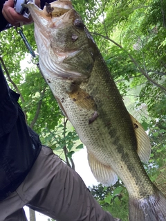 ブラックバスの釣果