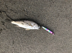 フッコ（ヒラスズキ）の釣果