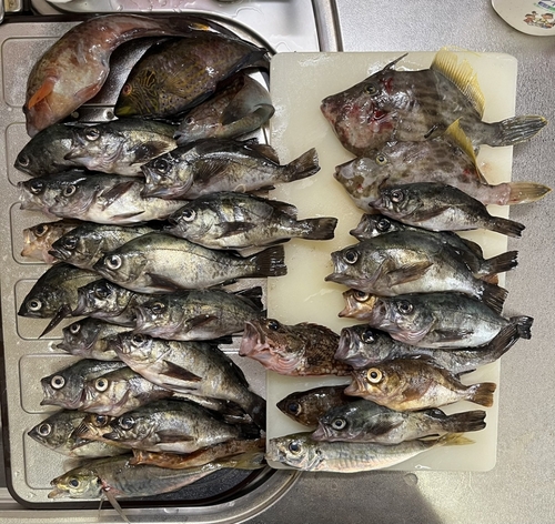 メバルの釣果