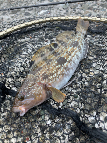 アブラコの釣果