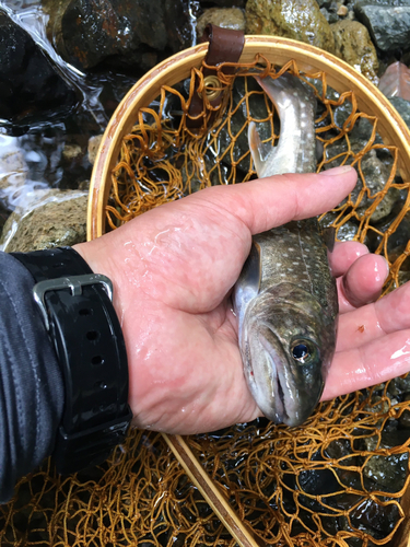 イワナの釣果