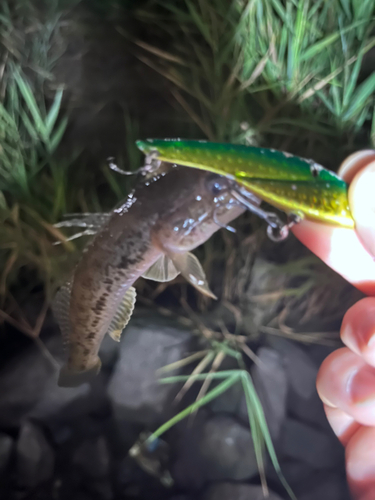 マハゼの釣果