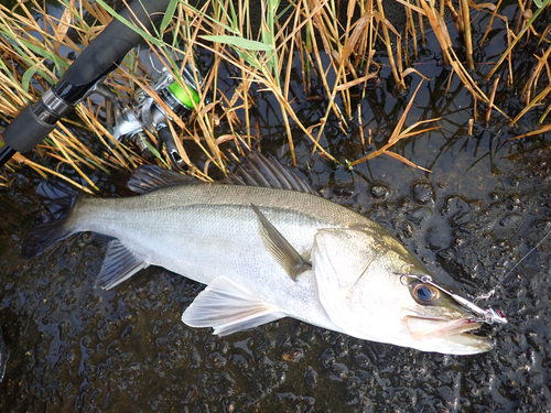 スズキの釣果