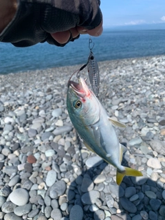 ワカシの釣果