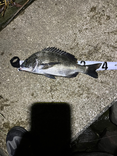 クロダイの釣果