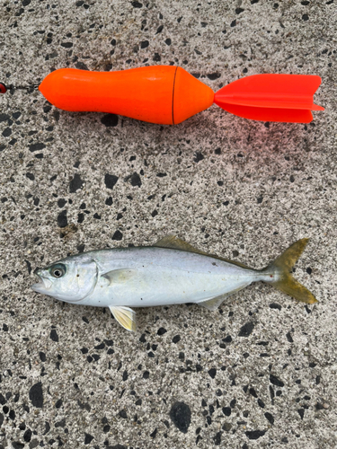 ツバスの釣果