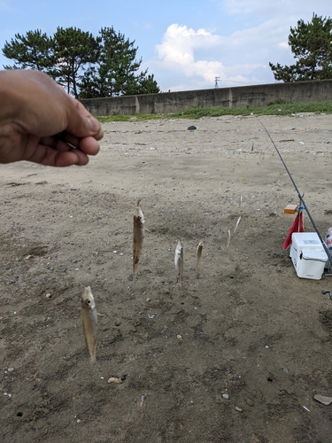 キスの釣果