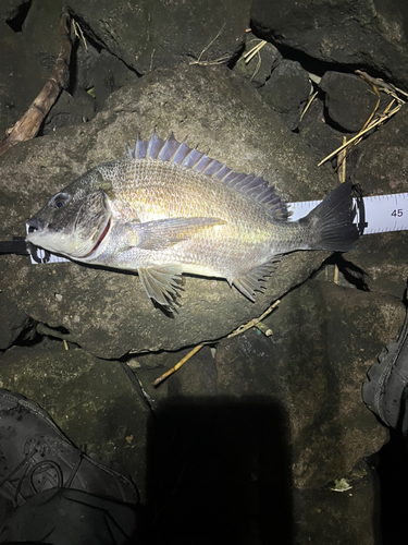 クロダイの釣果