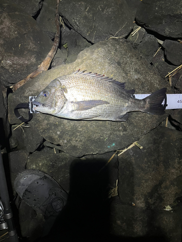 クロダイの釣果