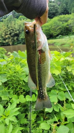ブラックバスの釣果