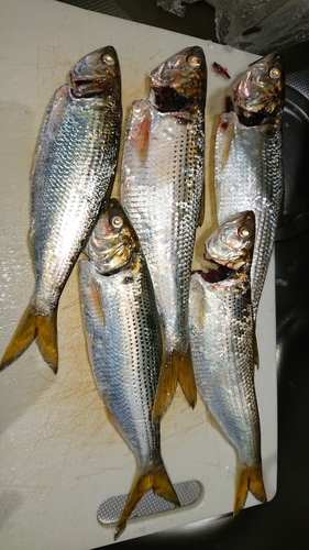 コノシロの釣果