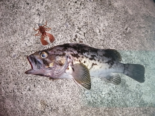 クロソイの釣果