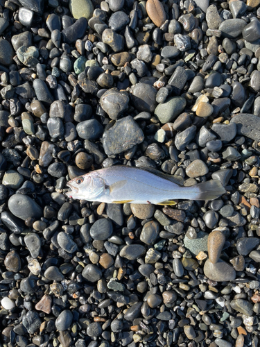 ニベの釣果