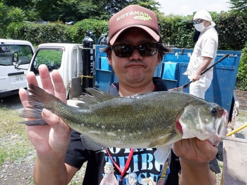 ブラックバスの釣果