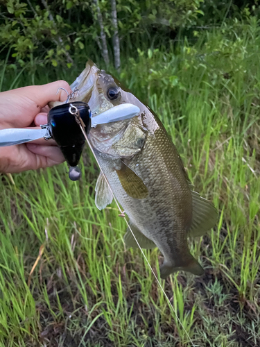 ブラックバスの釣果