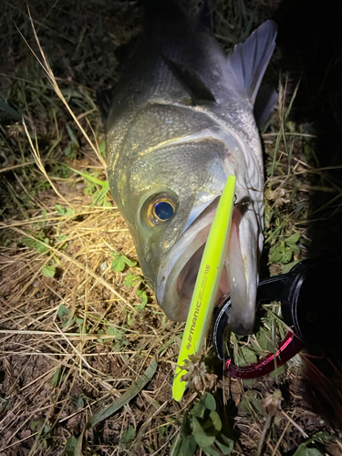 シーバスの釣果