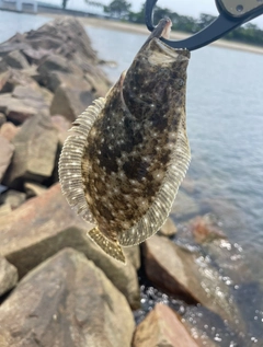 ヒラメの釣果