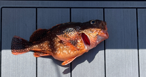 カサゴの釣果