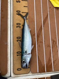 サバの釣果