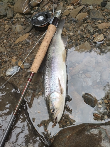 ブラウントラウトの釣果