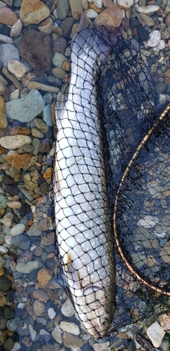 アメマスの釣果