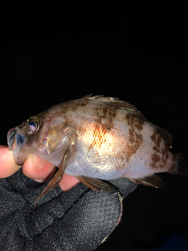 メバルの釣果