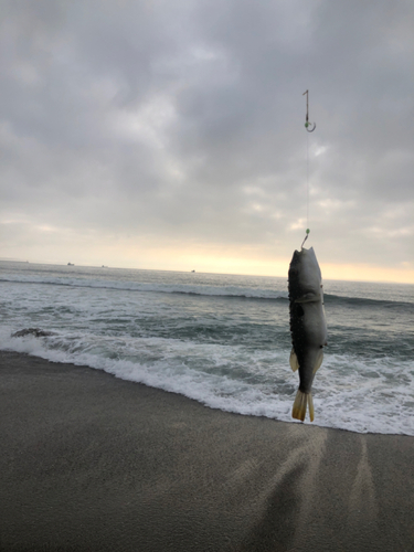 フグの釣果