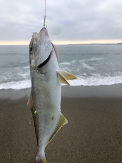 ショゴの釣果