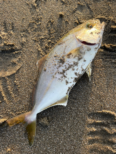 ショゴの釣果